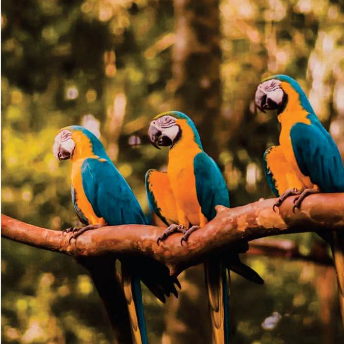 Araras-canindé no Parque das Aves